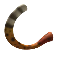 Savannah Cat Tail